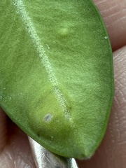 Monarthropalpus flavus