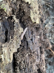 Pseudopolydesmus collinus