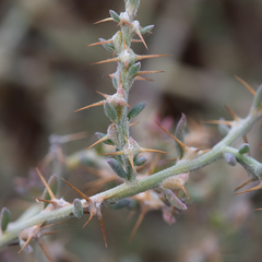 Sclerolaena muricata
