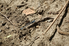 Argia nahuana