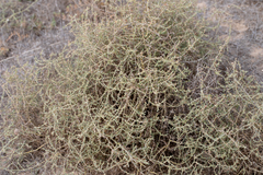 Sclerolaena muricata
