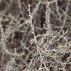 Sclerolaena muricata