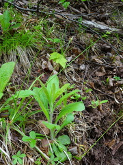 Media resource of Carex communis