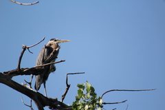 Ardea herodias