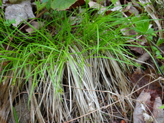 Carex deflexa