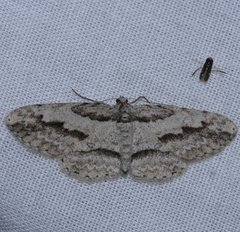 Iridopsis pergracilis