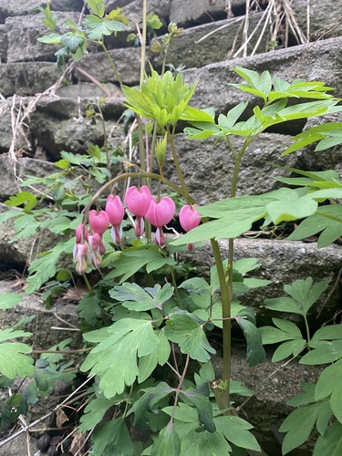 Lamprocapnos spectabilis