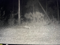 Didelphis virginiana image