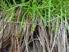 Carex deflexa