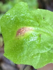 Puccinia lapsanae