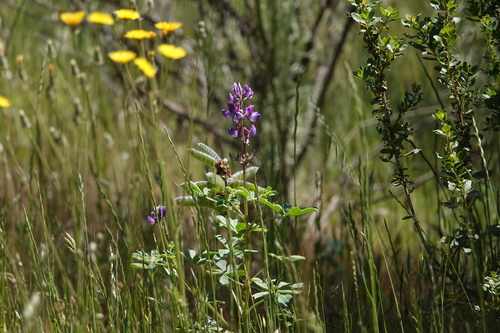 iNaturalist observation photo of arroyo lupine