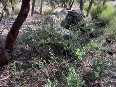 Lonicera subspicata denudata