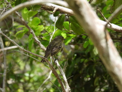Vireo crassirostris