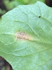 Puccinia lapsanae