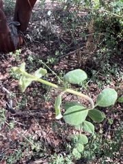 Lonicera subspicata denudata