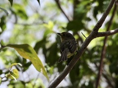 Vireo crassirostris