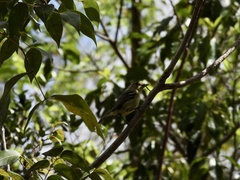 Vireo crassirostris