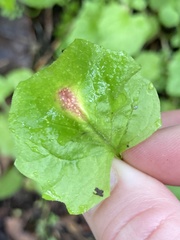 Puccinia lapsanae