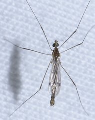 Gonomyia pleuralis