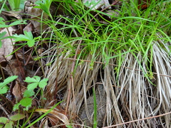 Carex deflexa