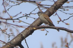 Spizella passerina