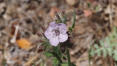 Phacelia cicutaria hispida