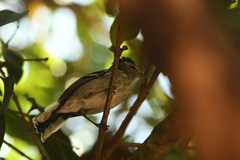 Herpsilochmus longirostris