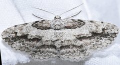 Iridopsis pergracilis
