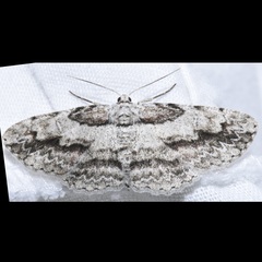 Iridopsis pergracilis