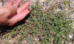 Euphorbia serpens