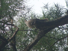 Streptopelia decaocto