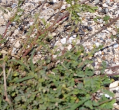 Euphorbia serpens