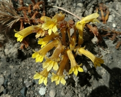 Aphyllon franciscanum