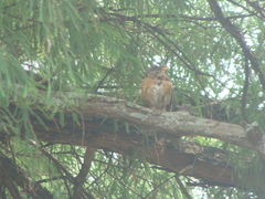 Turdus rufopalliatus