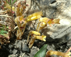 Aphyllon franciscanum