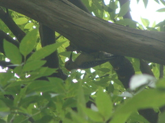 Melanerpes aurifrons