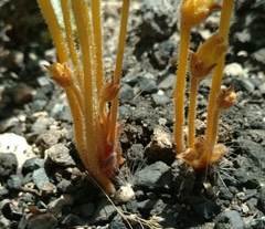 Aphyllon franciscanum