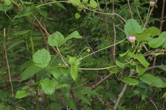 Clematis carrizoensis