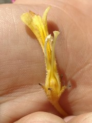 Aphyllon franciscanum