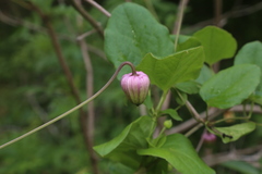 Clematis carrizoensis