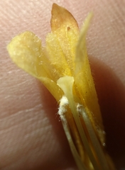 Aphyllon franciscanum