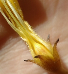 Aphyllon franciscanum