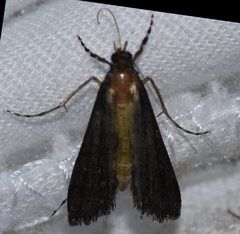Langessa nomophilalis