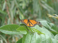 Danaus plexippus
