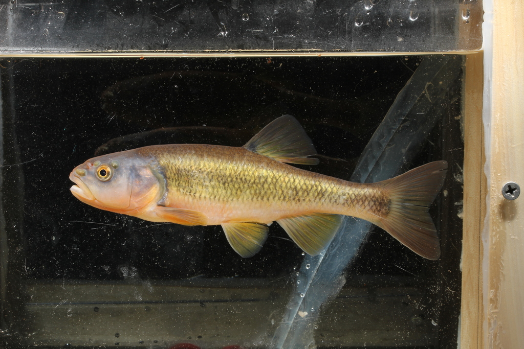 Dixie Chub