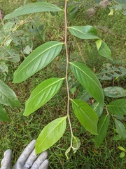 Glochidion sumatranum