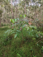 Glochidion sumatranum