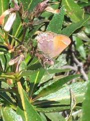 Callophrys muiri