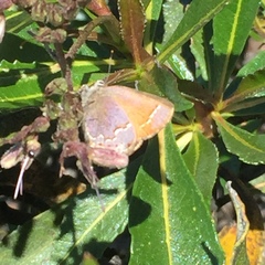 Callophrys muiri