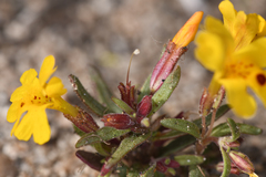 Erythranthe carsonensis